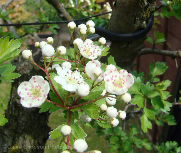 bonsai flowers